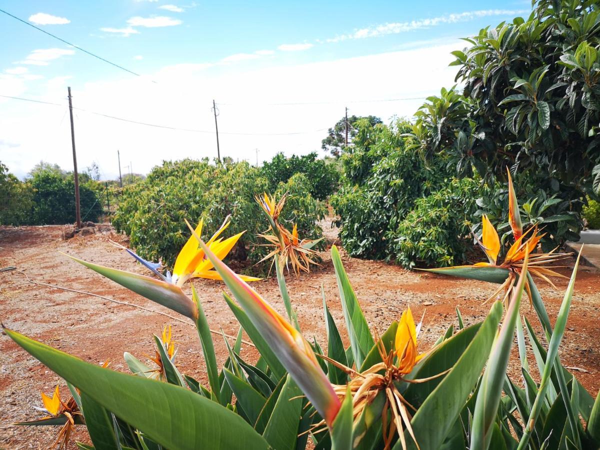 Pino Redondo Villa Puntagorda  Bagian luar foto